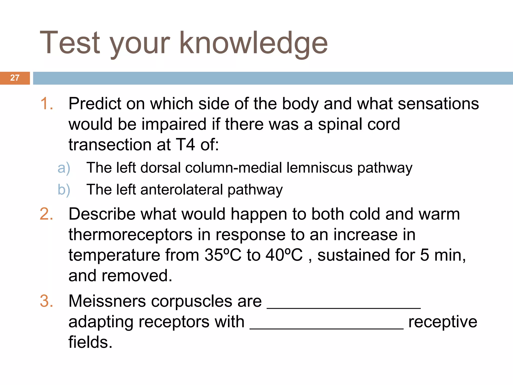 27
1. Predict on which side of the body and what sensations
would be impaired if there was a spinal cord
transection at T4 of:
a) The left dorsal column-medial lemniscus pathway
b) The left anterolateral pathway
2. Describe what would happen to both cold and warm
thermoreceptors in response to an increase in
temperature from 35ºC to 40ºC , sustained for 5 min,
and removed.
3. Meissners corpuscles are __________________
adapting receptors with __________________ receptive
fields.
Test your knowledge
 