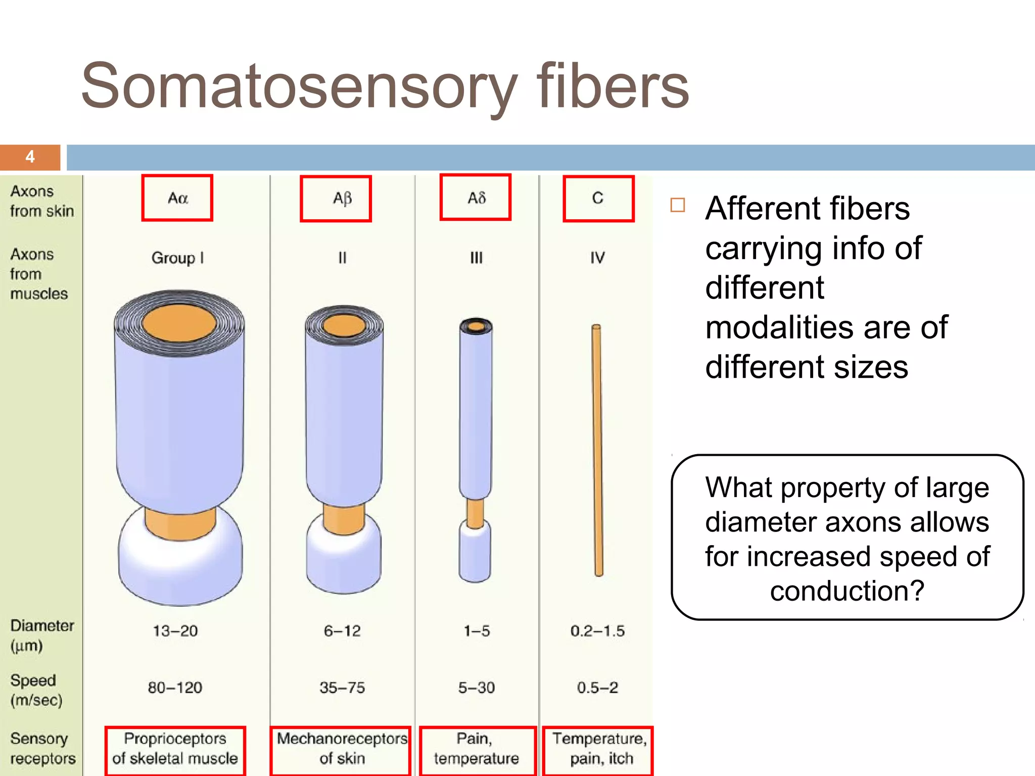 Somatosensory fibers
4
 Afferent fibers
carrying info of
different
modalities are of
different sizes
What property of large
diameter axons allows
for increased speed of
conduction?
 