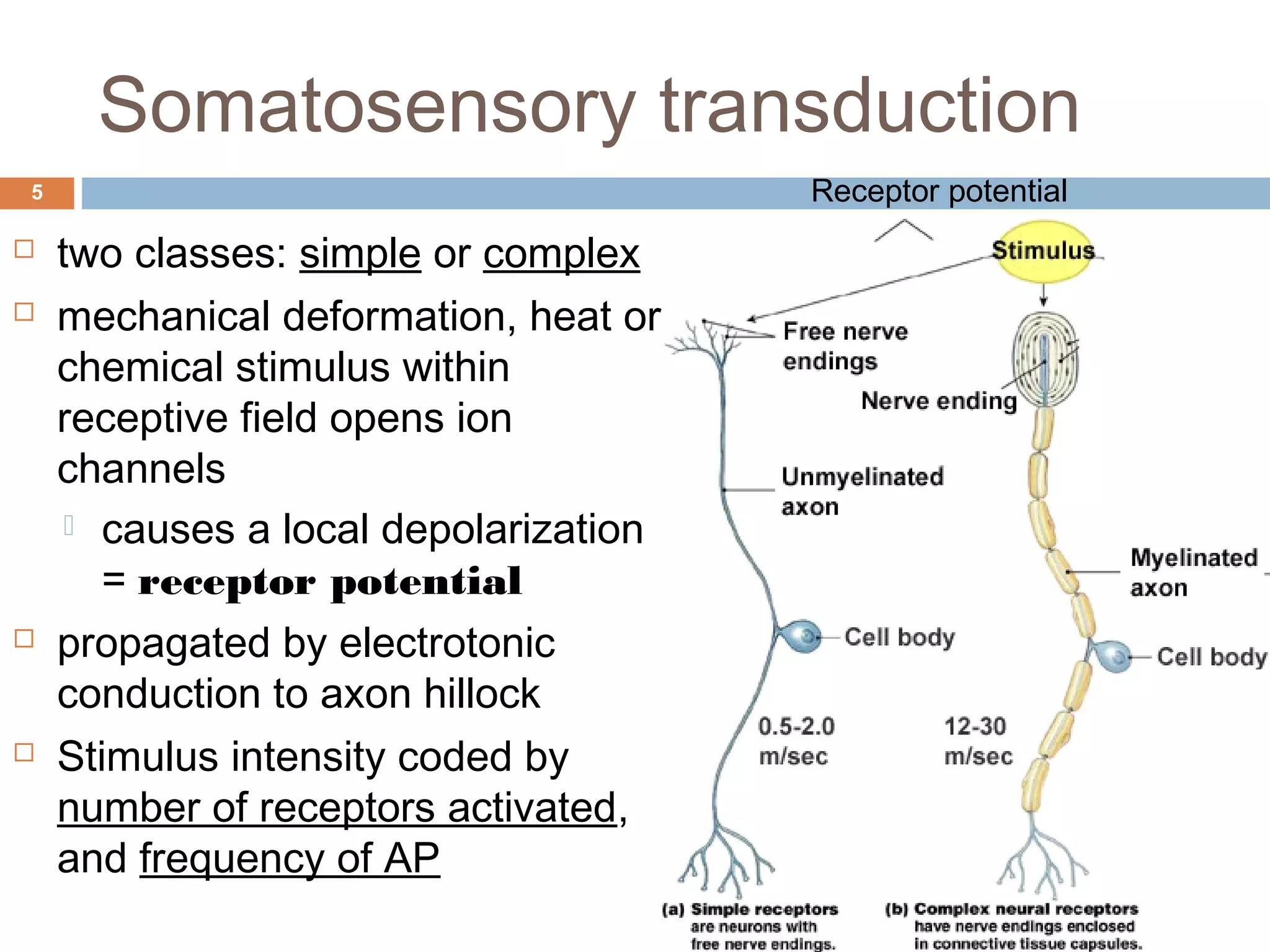 Somatosensory transduction
5
 two classes: simple or complex
 mechanical deformation, heat or
chemical stimulus within
receptive field opens ion
channels
 causes a local depolarization
= receptor potential
 propagated by electrotonic
conduction to axon hillock
 Stimulus intensity coded by
number of receptors activated,
and frequency of AP
Receptor potential
 
