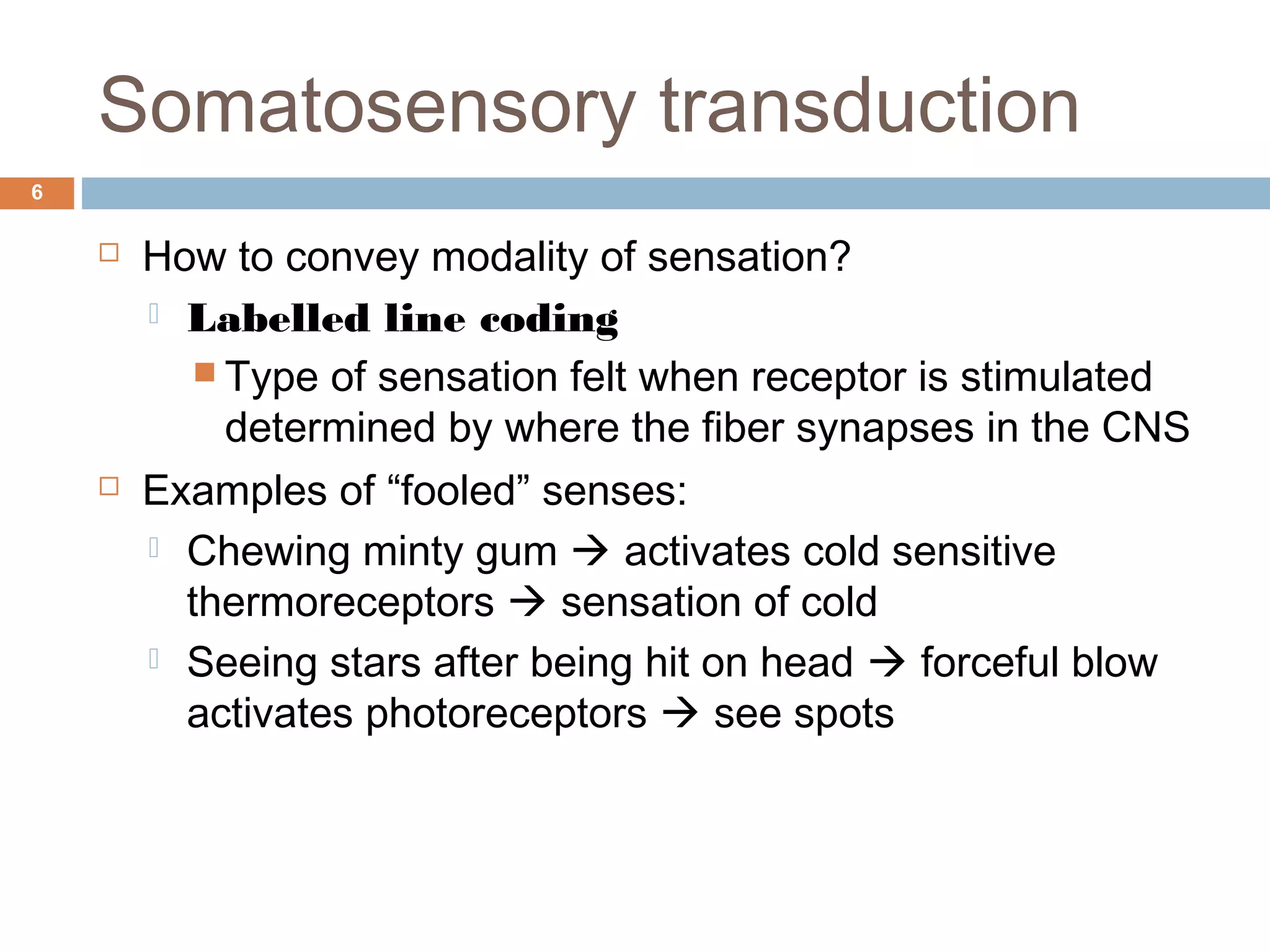 Somatosensory transduction
6
 How to convey modality of sensation?
 Labelled line coding
 Type of sensation felt when receptor is stimulated
determined by where the fiber synapses in the CNS
 Examples of “fooled” senses:
 Chewing minty gum  activates cold sensitive
thermoreceptors  sensation of cold
 Seeing stars after being hit on head  forceful blow
activates photoreceptors  see spots
 