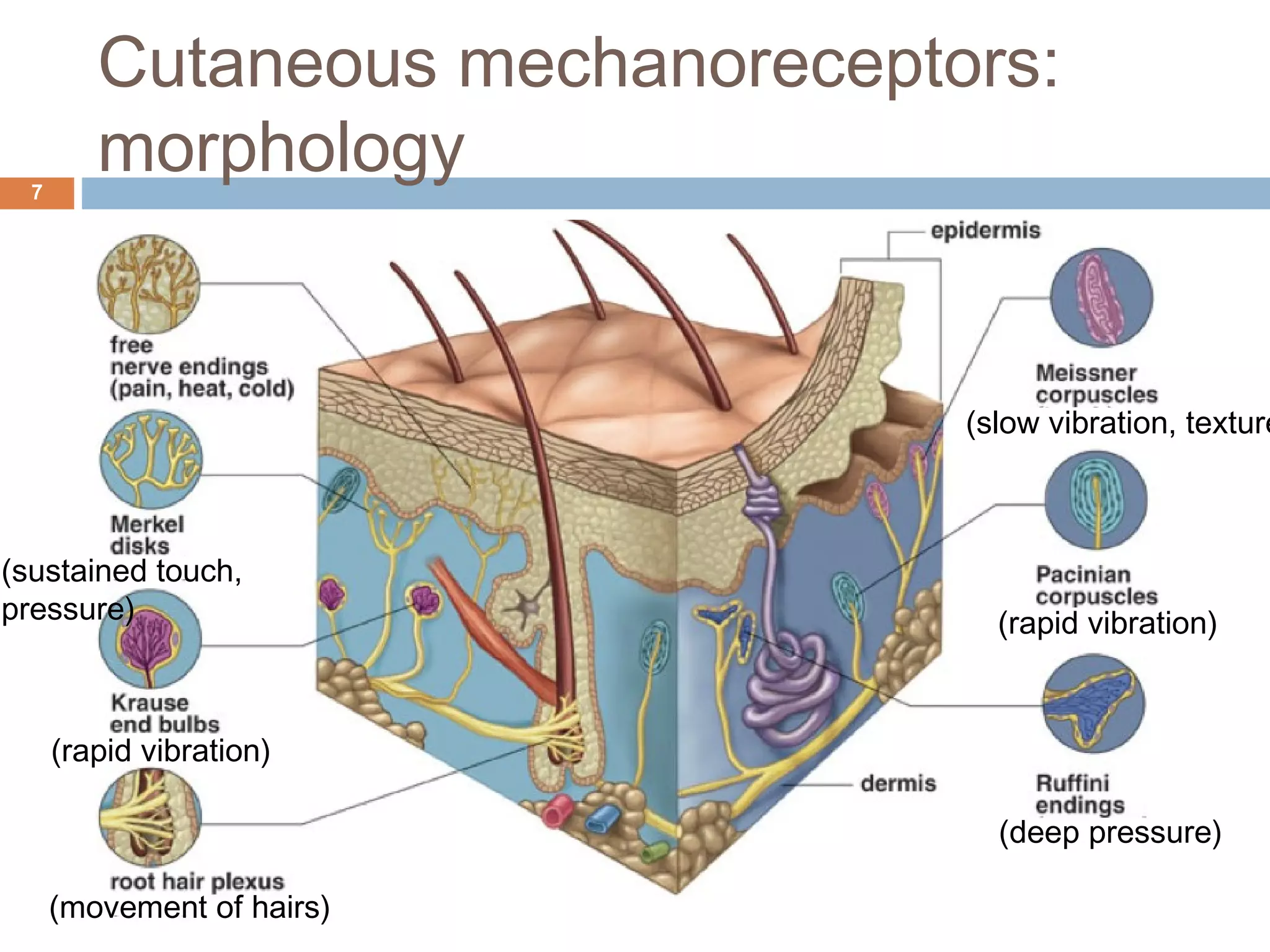 Cutaneous mechanoreceptors:
morphology7
(rapid vibration)
(slow vibration, texture
(rapid vibration)
(deep pressure)
(movement of hairs)
(sustained touch,
pressure)
 