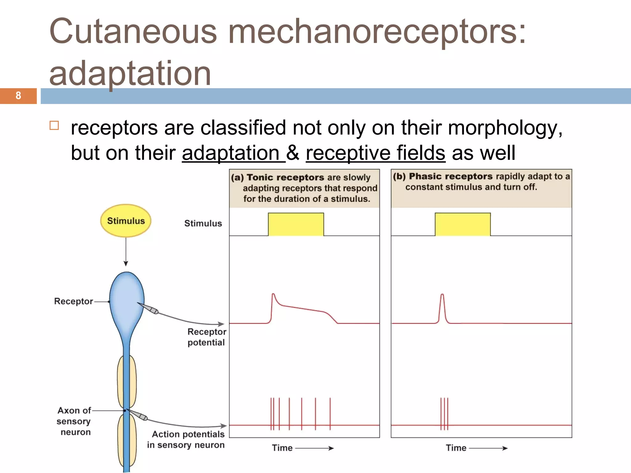 Cutaneous mechanoreceptors:
adaptation8
 receptors are classified not only on their morphology,
but on their adaptation & receptive fields as well
 