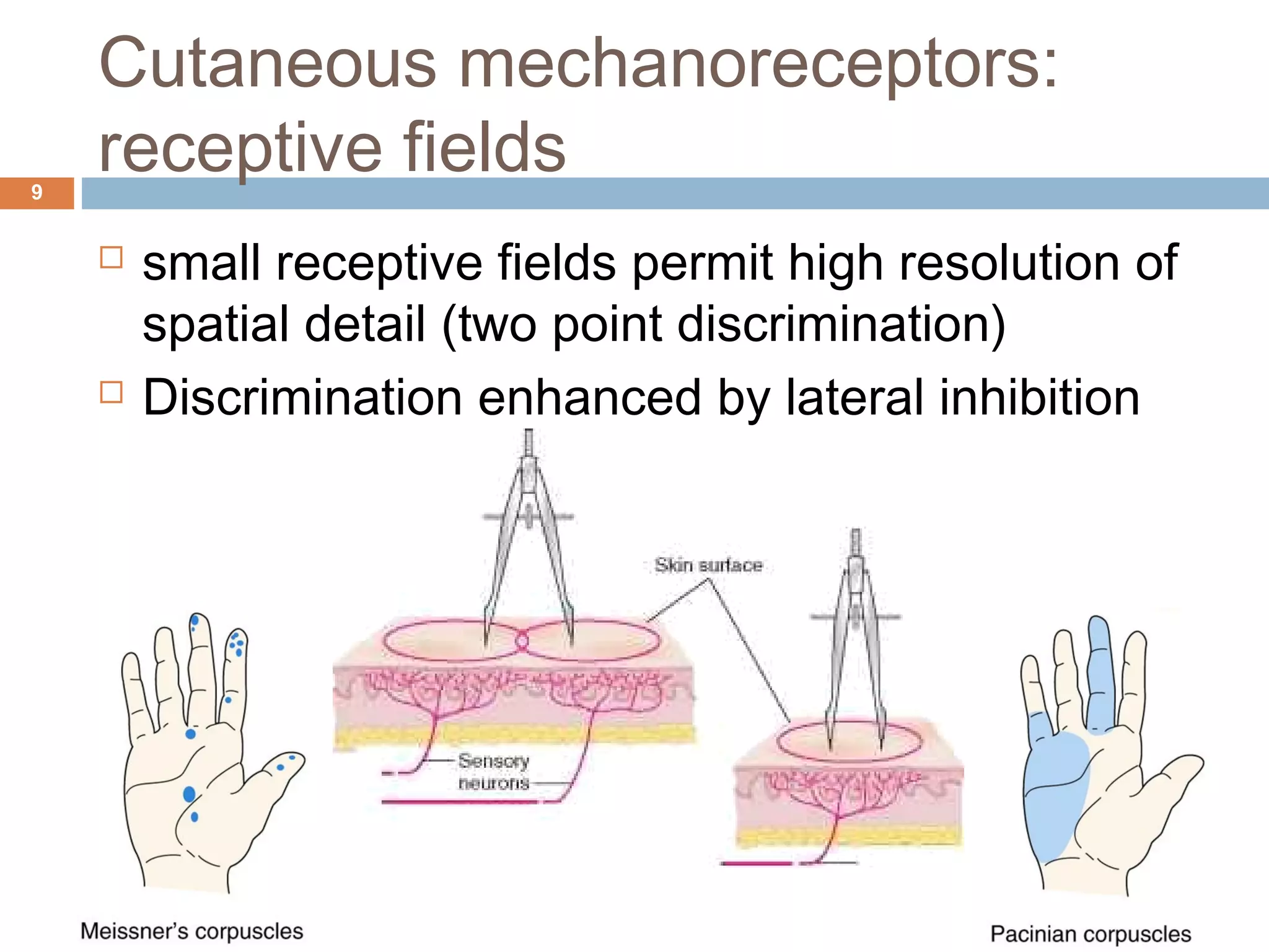 Cutaneous mechanoreceptors:
receptive fields9
 small receptive fields permit high resolution of
spatial detail (two point discrimination)
 Discrimination enhanced by lateral inhibition
 