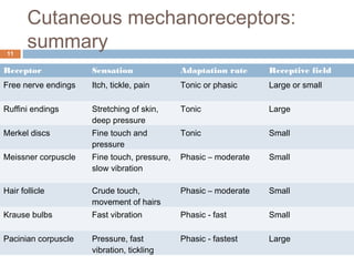 Cutaneous mechanoreceptors:
summary11
Receptor Sensation Adaptation rate Receptive field
Free nerve endings Itch, tickle, pain Tonic or phasic Large or small
Ruffini endings Stretching of skin,
deep pressure
Tonic Large
Merkel discs Fine touch and
pressure
Tonic Small
Meissner corpuscle Fine touch, pressure,
slow vibration
Phasic – moderate Small
Hair follicle Crude touch,
movement of hairs
Phasic – moderate Small
Krause bulbs Fast vibration Phasic - fast Small
Pacinian corpuscle Pressure, fast
vibration, tickling
Phasic - fastest Large
 