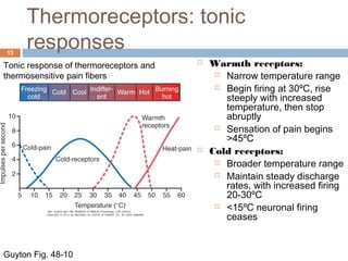 Thermoreceptors: tonic
responses13
Guyton Fig. 48-10
 Warmth receptors:
 Narrow temperature range
 Begin firing at 30ºC, rise
steeply with increased
temperature, then stop
abruptly
 Sensation of pain begins
>45ºC
 Cold receptors:
 Broader temperature range
 Maintain steady discharge
rates, with increased firing
20-30ºC
 <15ºC neuronal firing
ceases
Tonic response of thermoreceptors and
thermosensitive pain fibers
 