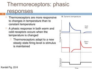 Thermoreceptors: phasic
responses14
Kandel Fig. 22-9
 Thermoreceptors are more responsive
to changes in temperature than to
constant temperature
 A phasic response in both warm and
cold receptors occurs when the
temperature is changed
 Thermoreceptors adapt to a new
steady state firing level is stimulus
is maintained
 