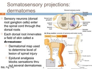 Somatosensory projections:
dermatomes17
 Sensory neurons (dorsal
root ganglion cells) enter
the spinal cord through the
dorsal roots
 Each dorsal root innervates
a field of skin called a
dermatome
 Dermatomal map used
to determine level of
lesion of spinal injury
 Epidural analgesia
blocks sensations thru
out several dermatomes
B&L Fig. 7-4
 