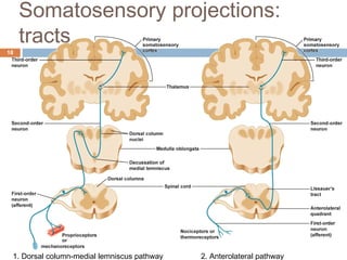 Somatosensory projections:
tracts
18
2. Anterolateral pathway1. Dorsal column-medial lemniscus pathway
 