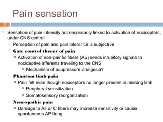 Pain sensation
23
 Sensation of pain intensity not necessarily linked to activation of nociceptors;
under CNS control
 Perception of pain and pain tolerance is subjective
 Gate control theory of pain
 Activation of non-painful fibers (Aα) sends inhibitory signals to
nociceptive afferents traveling to the CNS
 Mechanism of acupressure analgesia?
 Phantom limb pain
 Pain felt even though nociceptors no longer present in missing limb
 Peripheral sensitization
 Somatosensory reorganization
 Neuropathic pain
 Damage to Aδ or C fibers may increase sensitivity or cause
spontaneous AP firing
 
