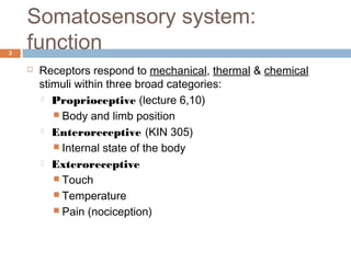 Somatosensory system:
function3
 Receptors respond to mechanical, thermal & chemical
stimuli within three broad categories:
 Proprioceptive (lecture 6,10)
 Body and limb position
 Enteroreceptive (KIN 305)
 Internal state of the body
 Exteroreceptive
 Touch
 Temperature
 Pain (nociception)
 