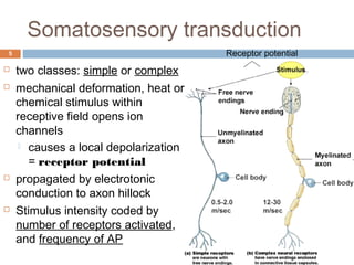 Somatosensory transduction
5
 two classes: simple or complex
 mechanical deformation, heat or
chemical stimulus within
receptive field opens ion
channels
 causes a local depolarization
= receptor potential
 propagated by electrotonic
conduction to axon hillock
 Stimulus intensity coded by
number of receptors activated,
and frequency of AP
Receptor potential
 