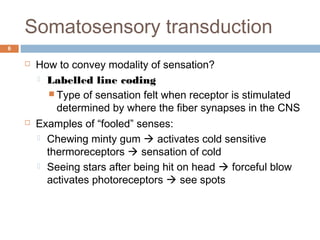 Somatosensory transduction
6
 How to convey modality of sensation?
 Labelled line coding
 Type of sensation felt when receptor is stimulated
determined by where the fiber synapses in the CNS
 Examples of “fooled” senses:
 Chewing minty gum  activates cold sensitive
thermoreceptors  sensation of cold
 Seeing stars after being hit on head  forceful blow
activates photoreceptors  see spots
 
