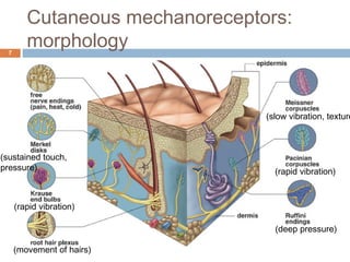 Cutaneous mechanoreceptors:
morphology7
(rapid vibration)
(slow vibration, texture
(rapid vibration)
(deep pressure)
(movement of hairs)
(sustained touch,
pressure)
 