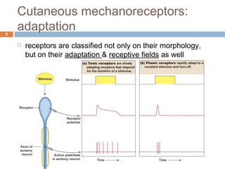 Cutaneous mechanoreceptors:
adaptation8
 receptors are classified not only on their morphology,
but on their adaptation & receptive fields as well
 