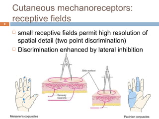 Cutaneous mechanoreceptors:
receptive fields9
 small receptive fields permit high resolution of
spatial detail (two point discrimination)
 Discrimination enhanced by lateral inhibition
 