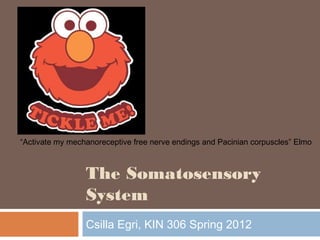 The Somatosensory
System
Csilla Egri, KIN 306 Spring 2012
“Activate my mechanoreceptive free nerve endings and Pacinian corpuscles” Elmo
 