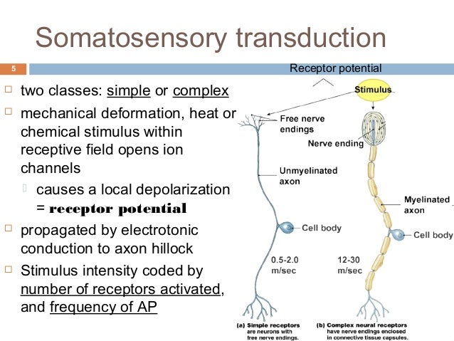 Somatosensory System