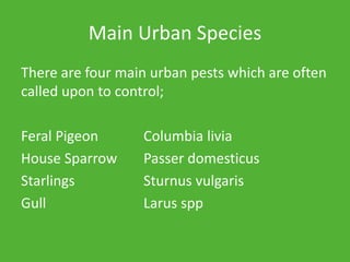 Main Urban Species
There are four main urban pests which are often
called upon to control;
Feral Pigeon Columbia livia
House Sparrow Passer domesticus
Starlings Sturnus vulgaris
Gull Larus spp
 