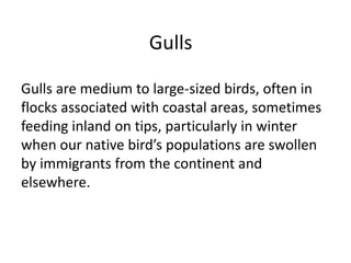 Gulls
Gulls are medium to large-sized birds, often in
flocks associated with coastal areas, sometimes
feeding inland on tips, particularly in winter
when our native bird’s populations are swollen
by immigrants from the continent and
elsewhere.
 
