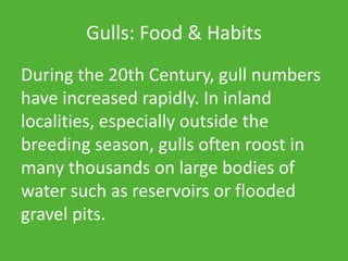 Gulls: Food & Habits
During the 20th Century, gull numbers
have increased rapidly. In inland
localities, especially outside the
breeding season, gulls often roost in
many thousands on large bodies of
water such as reservoirs or flooded
gravel pits.
 