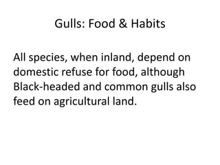 Gulls: Food & Habits
All species, when inland, depend on
domestic refuse for food, although
Black-headed and common gulls also
feed on agricultural land.
 