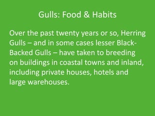 Gulls: Food & Habits
Over the past twenty years or so, Herring
Gulls – and in some cases lesser Black-
Backed Gulls – have taken to breeding
on buildings in coastal towns and inland,
including private houses, hotels and
large warehouses.
 