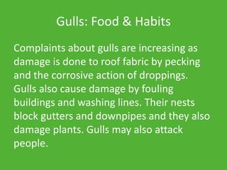 Gulls: Food & Habits
Complaints about gulls are increasing as
damage is done to roof fabric by pecking
and the corrosive action of droppings.
Gulls also cause damage by fouling
buildings and washing lines. Their nests
block gutters and downpipes and they also
damage plants. Gulls may also attack
people.
 
