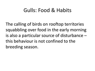 Gulls: Food & Habits
The calling of birds on rooftop territories
squabbling over food in the early morning
is also a particular source of disturbance –
this behaviour is not confined to the
breeding season.
 