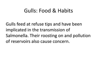 Gulls: Food & Habits
Gulls feed at refuse tips and have been
implicated in the transmission of
Salmonella. Their roosting on and pollution
of reservoirs also cause concern.
 