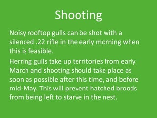 Shooting
Noisy rooftop gulls can be shot with a
silenced .22 rifle in the early morning when
this is feasible.
Herring gulls take up territories from early
March and shooting should take place as
soon as possible after this time, and before
mid-May. This will prevent hatched broods
from being left to starve in the nest.
 