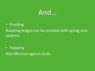 And…
• Proofing
Roosting ledges can be proofed with spring wire
systems.
• Trapping
Not effective against Gulls.
 