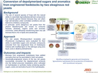 Conversion of depolymerized sugars and aromatics
from engineered feedstocks by two oleaginous red
yeasts
Background
• The use of several species of fungi with the natural
ability to assimilate lignocellulose-derived components
has recently gained interest because they can attain
high cell densities under controlled conditions and are
tolerant to inhibitory compounds.
• In particular, some oleaginous red yeasts from the
phylum Basidiomycota are known to consume
hexoses, pentoses, organic acids and aromatic
monomers, while efficiently transforming them into cell
biomass that is rich in lipids and carotenoids
Approach
• The red yeasts Rhodosporidium toruloides and
Rhodotorula mucilaginosa were evaluated for their
ability to assimilate sugars and aromatic compounds
extracted from two engineered lines of Arabidopsis
thaliana with modified lignin or the wild-type using ionic
liquid, acid or alkaline pretreatments.
Outcomes and Impacts
• Biomass from engineered Arabidopsis lines yielded
aromatics that can be assimilated in both red yeasts.
• Genetically-engineered strains of the two red yeasts
successfully converted the depolymerized products
into the biofuel precursor bisabolene when cultivated
on hydrolysates or synthetic media containing specific
sugars, acids and aromatics found in the hydrolysates.
Rodriguez et al. (2019) Biores. Technol., doi: 10.1016/j.biortech.2019.121365
Workflow employed to generate and characterize
lignocellulosic hydrolysates for the production of bisabolene
with recombinant red yeasts.
 