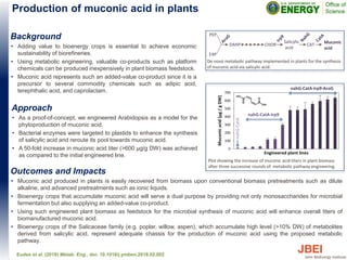 Outcomes and Impacts
• Muconic acid produced in plants is easily recovered from biomass upon conventional biomass pretreatments such as dilute
alkaline, and advanced pretreatments such as ionic liquids.
• Bioenergy crops that accumulate muconic acid will serve a dual purpose by providing not only monosaccharides for microbial
fermentation but also supplying an added-value co-product.
• Using such engineered plant biomass as feedstock for the microbial synthesis of muconic acid will enhance overall titers of
biomanufactured muconic acid.
• Bioenergy crops of the Salicaceae family (e.g. poplar, willow, aspen), which accumulate high level (>10% DW) of metabolites
derived from salicylic acid, represent adequate chassis for the production of muconic acid using the proposed metabolic
pathway.
Eudes et al. (2018) Metab. Eng., doi: 10.1016/j.ymben.2018.02.002
Background
• Adding value to bioenergy crops is essential to achieve economic
sustainability of biorefineries.
• Using metabolic engineering, valuable co-products such as platform
chemicals can be produced inexpensively in plant biomass feedstock.
• Muconic acid represents such an added-value co-product since it is a
precursor to several commodity chemicals such as adipic acid,
terephthalic acid, and caprolactam.
Approach
• As a proof-of-concept, we engineered Arabidopsis as a model for the
phytoproduction of muconic acid.
• Bacterial enzymes were targeted to plastids to enhance the synthesis
of salicylic acid and reroute its pool towards muconic acid.
• A 50-fold increase in muconic acid titer (>600 µg/g DW) was achieved
as compared to the initial engineered line.
Production of muconic acid in plants
0
100
200
300
400
500
600
700
Muconicacid(µg/gDW)
nahG-CatA
nahG-CatA-Irp9
nahG-CatA-Irp9-AroG
Plot showing the increase of muconic acid titers in plant biomass
after three successive rounds of metabolic pathway engineering.
PEP
E4P
DAHP CHOR
Salicylic
acid
CAT
Muconic
acid
De-novo metabolic pathway implemented in plants for the synthesis
of muconic acid via salicylic acid.
Engineered plant lines
 