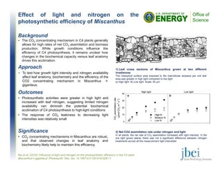 Effect of light and nitrogen on the
photosynthetic efficiency of Miscanthus
Outcomes
• Photosynthetic activities were greater in high light and
increased with leaf nitrogen, suggesting limited nitrogen
availability can diminish the potential biochemical
acclimation of C4 photosynthesis to high-light conditions
• The response of CO2 leakiness to decreasing light
intensities was relatively small
1) Leaf cross sections of Miscanthus grown at two different
irradiances
The mesophyll surface area exposed to the intercellular airspace per unit leaf
area was greater in high light compared to low light.
a) High light. B) Low light. Scale: 50 µm
Ma et al. (2016) “Influence of light and nitrogen on the photosynthetic efficiency in the C4 plant
Miscanthus×giganteus” Photosynth. Res. doi: 10.1007/s11120-016-0281-7
Background
• The CO2 concentrating mechanism in C4 plants generally
allows for high rates of net CO2 assimilation and biomass
production. While growth conditions influence the
efficiency of C4 photosynthesis, it remains unclear how
changes in the biochemical capacity versus leaf anatomy
drives this acclimation.
Significance
• CO2 concentrating mechanisms in Miscanthus are robust,
and that observed changes in leaf anatomy and
biochemistry likely help to maintain this efficiency.
2) Net CO2 assimilation rate under nitrogen and light
In all plants, the net rate of CO2 assimilation increased with light intensity. In the
low light grown plants, there was not a significant difference between nitrogen
treatments across all the measurement light intensities.
Approach
• To test how growth light intensity and nitrogen availability
affect leaf anatomy, biochemistry and the efficiency of the
CO2 concentrating mechanism in Miscanthus ×
giganteus.
 