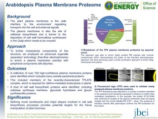 Arabidopsis Plasma Membrane Proteome
Outcomes
• A collection of over 700 high-confidence plasma membrane proteins
were identified which included many soluble peripheral proteins
• This included members of the recently-characterized TPLATE
complex, which is required for clathrin-mediated endocytosis in plants
• A host of cell wall biosynthetic proteins were identified, including
cellulose synthases members, glycoside hydrolases and glucan
synthase-like proteins.
1) Breakdown of the FFE plasma membrane proteome by spectral
count.
The approach was able to enrich highly purified PM vesicles with minimal
contaminants (20%) demonstrating the power of the free-flow electrophoresis
approach. We have previously used a similar purification approach to enrich Golgi
membranes from plants.
de Michele et al. (2016) “Free-Flow Electrophoresis of Plasma Membrane Vesicles Enriched by Two-Phase Partitioning
Enhances the Quality of the Proteome from Arabidopsis Seedlings”, J Prot Res., doi, 10.1021/acs.jproteome.5b00876
Background
• The plant plasma membrane is the cells
interface to the environment regulating
transport into the cell and external signals.
• The plasma membrane is also the site of
cellulose biosynthesis and a barrier to the
deposition of cell wall hemicellose synthesized
in the Golgi which needs to be crossed.
Significance
• Defining novel constituents and major players involved in cell wall
biosynthesis processes provides potential targets for the future
manipulation of plant biomass.
2) Fluorescent tags (YFP) were used to validate newly
assigned plasma membrane proteins.
The YFP fluorophore was attached to a number of proteins identified
in the proteome and transiently expressed in tobacco to confirm their
subcellular localizations. In this example, the protein AT1G12080
was confirmed to localize to the plasma membrane when the signal
merged with the control pBullet-PM (CFP – blue). The presence of
Hechtian strands after plasmolysis confirms the PM localization for
the protein
Approach
• To further characterize components of this
structure, we employed an advanced organelle
separation technology (free-flow electrophoresis)
to enrich a plasma membrane vesicles with
peripheral components still attached.
 