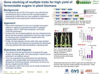 Gene stacking of multiple traits for high yield of
fermentable sugars in plant biomass
Background
• Increasing the ratio of C6 to C5 sugars in the cell wall and
decreasing the lignin content are two important targets in
engineering of plants that are more suitable for downstream
processing for second-generation biofuel production.
Approach
• Plants were engineered to have up to fourfold more pectic
galactan in stems by overexpressing GALS1 (galactan
synthase), URGT1 (UDP-Gal transporter), and UGE2
(UDP-Glc epimerase).
• Furthermore, the increased galactan trait was engineered into
plants that were already engineered to have low xylan content
by restricting xylan biosynthesis to vessels where this
polysaccharide is essential.
• Finally, the high galactan and low xylan traits were stacked
with the low lignin trait obtained by expressing the QsuB gene
encoding dehydroshikimate dehydratase in lignifying cells.
Outcomes and Impacts
• The results show that approaches to increasing C6 sugar
content, decreasing xylan, and reducing lignin content can be
combined in an additive manner.
• Thus, the engineered lines obtained by this trait-stacking
approach have substantially improved properties from the
perspective of biofuel production, and they do not show any
obvious negative growth effects.
• The approach used in this study can be readily transferred to
bioenergy crop plants.
Aznar et al. (2018) Biotechnol Biofuels , doi:
The genes for galactan increase, lignin decrease and low
xylan were combined in different ways. The JBEI ‘jStack’
technology was used to generate the constructs.
Fig 2. The transgenic plants
did not display any negative
effects on growth or
mechanical properties. Some
of the lines where all the traits
are shown here.
Substantial improvement in C6/C5 sugar ratio was obtained in all
the lines, with more than 2-fold increase in the best lines. These
lines also had a 50% decrease in lignin.
 