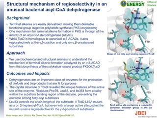 Background
• Terminal alkenes are easily derivatized, making them desirable
functional group target for polyketide synthase (PKS) engineering
• One mechanism for terminal alkene formation in PKS is through of the
activity of an acyl-CoA dehydrogenase (ACAD)
• While TcsD is homologous to canonical α,β-ACADs, it acts
regioselectively at the γ,δ-position and only on α,β-unsaturated
substrates
Approach
• We use biochemical and structural analysis to understand the
mechanism of terminal alkene formation catalyzed by an γ,δ-ACAD
from the biosynthesis of the polyketide natural product FK506,TcsD
Outcomes and Impacts
• Dehyrogenases are an important class of enzymes for the production
of biofuels and bioproducts that are fit for purpose
• The crystal structure of TcsD revealed the unique features of the active
site of the enzyme. Residues Phe79, Leu83, and Ile363 form a bulky
wall in the substrate binding region of the enzyme, preventing the
entrance of long fatty acyl substrates
• Leu83 controls the chain length of the substrate. A TcsD L83A mutant
acts on 2-heptenoyl-TcsA, but even with a larger active site pocket the
mutant remains regioselective for the γ,δ-position of substrates
Structural mechanism of regioselectivity in an
unusual bacterial acyl-CoA dehydrogenase
Shape of the fatty acyl binding region of TcsD
Blake-Hedges et al. (2020) J Am Chem Soc, doi: 10.1021/jacs.9b09187.
TcsD active site containing a modeled 2-
pentenoyl thioester group in the cis
conformation.
 