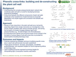 Phenolic cross-links: building and de-constructing
the plant cell wall
Background
• Understanding the complex polysaccharide-lignin network that
constitutes plant cell wall is crucial for developing biomass
engineering strategies
• Cross-links between the different components of plant cell walls
contribute to the recalcitrance of plant biomass to enzymatic
degradation into simple sugars and conversion into biofuels and
bioproducts
Approach
• Review of how cross-links in the plant cell wall occur during the
assembly of lignin from simple monomers (or monolignols), in the
course of lignin acylation with various aromatic groups, and during
the formation of covalent linkages between lignin and
polysaccharides (e.g., ferulate bridges onto hemicelluloses)
• An exhaustive list of genes and enzymes known to be involved in the
formation of various types of cell wall cross-links is provided for
several plants including bioenergy crops
Outcomes and Impacts
• Potential engineering strategies aiming at modifying specific cross-
links in plant cell wall biomass has been established
• These genes encode for laccases, peroxidases, and BAHD
acyltransferases, and represent targets for future engineering efforts
in bioenergy crops
• Lignin acylating enzymes represent promising targets for
manipulating lignin composition towards valorization
Mnich et al. (2020) Nat. Prod. Rep., doi: 10.1039/c9np00028c
Example of covalent linkage between glucuronoarabinoxylan
(hemicellulose) and lignin via ferulic acid.
Common phenolic inter-unit linkages identified in lignin.
Examples of lignin acylation with different groups
including acetate and various aromatics.
 