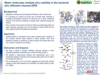 Gupta	
  et	
  al.	
  (2019)	
  J.	
  Biol.	
  Chem.,	
  doi:	
  10.1074/jbc.RA119.009239	
  	
  
Water molecules mediate zinc mobility in the bacterial
zinc diffusion channel ZIPB
Background
•  Regulated ion diffusion across biological membranes is vital to cell function.
•  In a nanoscale ion channel, the active role of discrete water molecules in
modulating hydrodynamic behaviors of individual ions is poorly understood
because of the technical challenge of tracking water molecules through the
channel.
•  Here, we report on the results of a hydroxyl radical x-ray footprinting analysis of
water molecules associated with the zinc-selective channel ZIPB from the
Gram-negative bacterium Bordetella bronchiseptica.
Approach
•  Irradiating ZIPB by microsecond X-ray pulses activated water molecules to
form covalent hydroxyl radical adducts at nearby residues, which were
identified by bottom-up proteomics to detect residues that interact either with
zinc or water in response to zinc binding.
Outcomes and Impacts
•  We found a series of residues exhibiting reciprocal changes in water
accessibility attributed to alternating zinc and water binding (Figure 1).
•  We identified a water-reactive pathway that superimposed upon a zinc
translocation pathway consisting of two binuclear metal centers and an interim
zinc-binding site (Figure 2).
•  The co-translocation of zinc and water suggested that pore-lining residues
undergo a mode switch between zinc coordination and water binding to confer
zinc mobility.
Key residues involved in metal binding and water interactions.
The residues are mapped in the crystal structure of ZIPB(5) and
colored in red and blue for decreased or increased water
accessibility. Bound Zn, Cd and water molecules are shown in
slate grey, orange and cyan spheres, respectively. (A) The
central binuclear metal center viewed from the extracellular side.
(B) The peripheral binuclear metal center viewed from the
cytoplasmic side. (C) Extracellular entrance viewed
approximately along the arrow as indicated in B. Residues
sealing the channel opening on the extracellular surface are
drawn in sticks and excluded from the protein surface drawing. 	
  
Water and zinc m
P a g e 15
Fig. 4. Key residues involved in metal binding and water interactions. The residues are map
the crystal structure of ZIPB(5) and colored in red and blue for decreased or increased water acces
as shown in Fig 3. Bound Zn, Cd and water molecules are shown in slate grey, orange and cyan sp
respectively. A. The central binuclear metal center viewed from the extracellular side. A pair of Z
Cd ion is bridged by E181 and E211. Note the clustering of modified residues with reciprocal chan
water accessibility is associated with crystallographic water molecules. B. The peripheral binuclea
center viewed from the cytoplasmic side. The TM3-TM4 and TM7-TM8 loops are shown in a
conformations. The dotted line indicates a plausible zinc translocation pathway from the central bin
metal center through an intermediate zinc binding site at E276 toward the peripheral binuclear
center near the cytoplasmic exit. C. Extracellular entrance viewed approximately along the ar
indicated in B. Residues sealing the channel opening on the extracellular surface are drawn in stic
excluded from the protein surface drawing.
Water and zinc mobility
Fig 5. Schematic diagram of water-mediated zinc transport. Multiple bound Zn/Cd ions in the crystal
structure of ZIPB(5) define a zinc translocation pathway for zinc movement down a concentration gradient
from an extracellular entrance marked by S106 to a cytoplasmic exit capped by two cytosolic loops not
atUniversityofCalifornia,BerkeleyonAugust5,2019http://www.jbc.org/Downloadedfrom
Schematic diagram of water-
mediated zinc transport. Multiple
bound Zn/Cd ions in the crystal
structure of ZIPB define a zinc
translocation pathway for zinc
movement down a concentration
gradient from an extracellular
entrance marked by S106 to a
cytoplasmic exit capped by two
cytosolic loops not resolved in the
crystal structure. Red, blue and
g r e y a r e f o r p r o t e c t e d ,
hyperreactive and unmodified
residues. Bound Zn, Cd and water
molecules are shown in slate grey,
orange and cyan spheres,
respectively. Yellow dotted lines
show the distances, which are
within 2.0 - 3.3 Å, between
crystallographic water molecules,
metal ions and coordinating
 