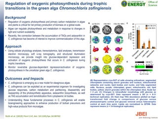 Roth	
  et	
  al.	
  (2019)	
  Plant	
  Cell,	
  doi:	
  10.1105/tpc.18.00742	
  
Regulation of oxygenic photosynthesis during trophic
transitions in the green alga Chromochloris zofingiensis
Background
•  Regulation of oxygenic photosynthesis and primary carbon metabolism in algae
and plants is critical for net primary production of biomass on a global scale.
•  Algae can regulate photosynthesis and metabolism in response to changes in
light and nutrient availability.
•  Recently, the connection between the accumulation of TAGs and astaxanthin in
C. zofingiensis has become of interest to improve commercialization of this alga.
Approach
•  Using cellular physiology analyses, transcriptomics, lipid analyses, transmission
electron microscopy, soft x-ray tomography, and structured illumination
microscopy, we provide insight into glucose-dependent repression and
activation of oxygenic photosynthesis that occurs in C. zofingiensis during
trophic transitions
•  Monitor reversible glucose-dependent repression/activation of oxygenic
photosynthesis in the unicellular green alga C. zofingiensis.
Outcomes and Impacts
•  C. zofingiensis is emerging as a new model for oleaginous algae.
•  C. zofingiensis can be exploited as an experimental organism for investigating
glucose responses, carbon metabolism and partitioning, disassembly and
reassembly of the photosynthetic apparatus, astaxanthin biosynthesis, as well
as TAG accumulation and remobilization from cytoplasmic oil bodies.
•  Understanding these fundamental processes in C. zofingiensis will enable
bioengineering approaches to enhance production of biofuel precursors and
high-value products from microalgae.
(B) Representative cryo-SXT of cells showing orthoslices, segmented
chloroplasts containing starch granules and nucleus, mitochondrial
networks and nuclei, lipid bodies and nuclei, and fully segmented
cells. Nucleus, purple; chloroplast, green; mitochondria, red; lipid
bodies, yellow; starch granules within the chloroplast, blue. Scale bar
= 2 µm. (C) Changes in intracellular morphology with glucose as
determined by cryo-SXT. Data represent means ± SD (n = 8-11
technical replicates). (D) Heat map TAG abundance plotted as log2-
transformed fold change in comparisons of glucose versus
photoautotrophic control and glucose removal versus heterotrophic
control at each time point. Lipids are normalized to AFDW. Data
represent means (n = 3-4 biological replicates).	
  
 