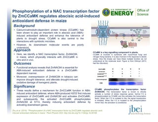 Phosphorylation of a NAC transcription factor
by ZmCCaMK regulates abscisic acid-induced
antioxidant defense in maize
Outcomes
• Functional analysis reveals that ZmNAC84 is essential for
ABA-induced antioxidant defense in a ZmCCaMK-
dependent manner.
• Moreover, overexpression of ZmNAC84 in tobacco can
improve drought tolerance, and alleviate drought-induced
oxidative damage of transgenic plants.
Zhu et al. (2016) ”Phosphorylation of a NAC transcription factor by ZmCCaMK regulates abscisic acid-
induced antioxidant defense in maize.” Plant Physiol. DOI: http://dx.doi.org/10.1104/pp.16.00168
Background
• Calcium/calmodulin-dependent protein kinase (CCaMK) has
been shown to play an important role in abscisic acid (ABA)-
induced antioxidant defense and enhance the tolerance of
plants to drought stress. CCaMK is also central to the
interactions with symbiotic microbes.
• However, its downstream molecular events are poorly
understood.
Significance
• These results define a mechanism for ZmCCaMK function in ABA-
induced antioxidant defense, where ABA-produced H2O2 first induces
expression of ZmCCaMK and ZmNAC84 and activates ZmCCaMK,
and subsequently the activated ZmCCaMK phosphorylates
ZmNAC84 at S113, thereby inducing antioxidant defense by
activating downstream genes.
Approach
• Here, we identify a NAC transcription factor, ZmNAC84,
in maize, which physically interacts with ZmCCaMK in
vitro and in vivo.
CCaMK is a key signalling component in plants.
CCaMK is involved in symbiosis with mycorrhizal fungi and
nitrogen fixing bacteria. It is also involved in the response to abiotic
stress. How the kinase can have these multiple function sis not
understood at the molecular level. Figure is from Oldroyd (2013,
Nat Rev Microbiol).
CCaMK phosphorylates the transcription factor
ZmNAC84. The transcription factor is known to directly
activate a number of stress response genes. Serine-113 is
phospphorylated by CCaMK and this activates the transcription
factor. When Ser-113 is mutated to Ala, the signal transduction
is inhibited. When Ser-113 is mutated to the phosphorylation
mimim Asd, the activation is constitutive.
 