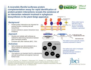 Background
• Protein-protein interactions are important for
enzyme function, including cell wall
biosynthesis
• Current methods to assess interactions have
limitations
Approach
• Develop and validate split luciferase as
method for determining interactions between
plant membrane proteins
• Compare with other methods (BiFC, Y2H)
Outcomes
• Split luciferase was demonstrated to be a
robust method for assessing protein
interactions
A reversible Renilla luciferase protein
complementation assay for rapid identification of
protein-protein interactions reveals the existence of
an interaction network involved in xyloglucan
biosynthesis in the plant Golgi apparatus
Lund, C. H., Bromley, J. R., Stenbaek, A., Rasmussen, R. E., Scheller, H. V., & Sakuragi, Y. (2014). "A
reversible Renilla luciferase protein complementation assay for rapid identification of protein-protein
interactions reveals the existence of an interaction network involved in xyloglucan biosynthesis in the plant
Golgi apparatus". J Exp Bot, 18. doi, 10.1093/jxb/eru401
Significance
• The method is an important tool for understanding
cell wall biosynthesis and engineer improved
biofuel crops
FUT1*
XXT2*
XXT5XXT1
CSLC4
*
MUR3
*
Golgi apparatus
When protein fusions
with the N- and C-
termini of luciferase
interact, a functional
luciferase is generated
The method can be used with proteins
transiently expressed in tobacco
The method was used to investigate
interactions between
glycosyltransferases involved in
xyloglucan biosynthesis
 