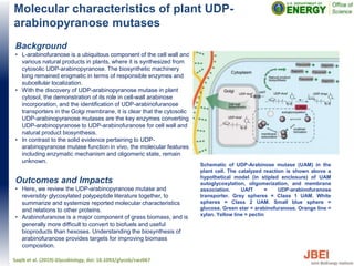 Molecular characteristics of plant UDP-
arabinopyranose mutases
Background
• L-arabinofuranose is a ubiquitous component of the cell wall and
various natural products in plants, where it is synthesized from
cytosolic UDP-arabinopyranose. The biosynthetic machinery
long remained enigmatic in terms of responsible enzymes and
subcellular localization.
• With the discovery of UDP-arabinopyranose mutase in plant
cytosol, the demonstration of its role in cell-wall arabinose
incorporation, and the identification of UDP-arabinofuranose
transporters in the Golgi membrane, it is clear that the cytosolic
UDP-arabinopyranose mutases are the key enzymes converting
UDP-arabinopyranose to UDP-arabinofuranose for cell wall and
natural product biosynthesis.
• In contrast to the solid evidence pertaining to UDP-
arabinopyranose mutase function in vivo, the molecular features,
including enzymatic mechanism and oligomeric state, remain
unknown.
Outcomes and Impacts
• Here, we review the UDP-arabinopyranose mutase and
reversibly glycosylated polypeptide literature together, to
summarize and systemize reported molecular characteristics
and relations to other proteins.
• Arabinofuranose is a major component of grass biomass, and is
generally more difficult to convert to biofuels and useful
bioproducts than hexoses. Understanding the biosynthesis of
arabinofuranose provides targets for improving biomass
composition.
Saqib et al. (2019) Glycobiology, doi: 10.1093/glycob/cwz067
Schematic of UDP-Arabinose mutase (UAM) in the
plant cell. The catalyzed reaction is shown above a
hypothetical model (in stipled enclosure) of UAM
autoglycosylation, oligomerization, and membrane
association. UAfT = UDP-arabinofuranose
transporter. Grey spheres = Class 1 UAM. White
spheres = Class 2 UAM. Small blue sphere =
glucose. Green star = arabinofuranose. Orange line =
xylan. Yellow line = pectin
 