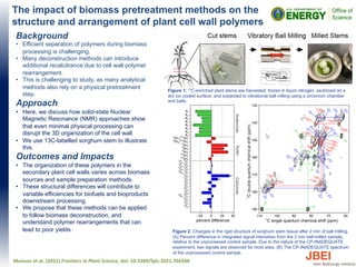 The impact of biomass pretreatment methods on the
structure and arrangement of plant cell wall polymers
Background
• Efficient separation of polymers during biomass
processing is challenging.
• Many deconstruction methods can introduce
additional recalcitrance due to cell wall polymer
rearrangement.
• This is challenging to study, as many analytical
methods also rely on a physical pretreatment
step.
Approach
• Here, we discuss how solid-state Nuclear
Magnetic Resonance (NMR) approaches show
that even minimal physical processing can
disrupt the 3D organization of the cell wall.
• We use 13C-labelled sorghum stem to illustrate
this.
Outcomes and Impacts
• The organization of these polymers in the
secondary plant cell walls varies across biomass
sources and sample preparation methods.
• These structural differences will contribute to
variable efficiencies for biofuels and bioproducts
downstream processing.
• We propose that these methods can be applied
to follow biomass deconstruction, and
understand polymer rearrangements that can
lead to poor yields.
Munson et al. (2021) Frontiers in Plant Science, doi: 10.3389/fpls.2021.766506
Figure 1: 13C-enriched plant stems are harvested, frozen in liquid nitrogen, sectioned on a
dry ice cooled surface, and subjected to vibrational ball milling using a zirconium chamber
and balls.
Figure 2: Changes in the rigid structure of sorghum stem tissue after 2 min of ball milling.
(A) Percent difference in integrated signal intensities from the 2 min ball-milled sample,
relative to the unprocessed control sample. Due to the nature of the CP-INADEQUATE
experiment, two signals are observed for most sites. (B) The CP-INADEQUATE spectrum
of the unprocessed control sample.
 