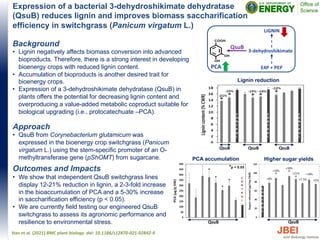 Expression of a bacterial 3-dehydroshikimate dehydratase
(QsuB) reduces lignin and improves biomass saccharification
efficiency in switchgrass (Panicum virgatum L.)
Approach
• QsuB from Corynebacterium glutamicum was
expressed in the bioenergy crop switchgrass (Panicum
virgatum L.) using the stem-specific promoter of an O-
methyltransferase gene (pShOMT) from sugarcane.
Outcomes and Impacts
• We show that independent QsuB switchgrass lines
display 12-21% reduction in lignin, a 2-3-fold increase
in the bioaccumulation of PCA and a 5-30% increase
in saccharification efficiency (p < 0.05).
• We are currently field testing our engineered QsuB
switchgrass to assess its agronomic performance and
resilience to environmental stress.
Hao et al. (2021) BMC plant biology. doi: 10.1186/s12870-021-02842-9
Lignin reduction
PCA accumulation
C
O
N
T
R
O
L
Higher sugar yields
C
O
N
T
R
O
L
*p < 0.05
QsuB
C
O
N
T
R
O
L
C
O
N
T
R
O
L
C
O
N
T
R
O
L
QsuB QsuB QsuB
QsuB
C
O
N
T
R
O
L
QsuB
PCA E4P + PEP
3-dehydroshikimate
LIGNIN
Background
• Lignin negatively affects biomass conversion into advanced
bioproducts. Therefore, there is a strong interest in developing
bioenergy crops with reduced lignin content.
• Accumulation of bioproducts is another desired trait for
bioenergy crops.
• Expression of a 3-dehydroshikimate dehydratase (QsuB) in
plants offers the potential for decreasing lignin content and
overproducing a value-added metabolic coproduct suitable for
biological upgrading (i.e., protocatechuate –PCA).
 
