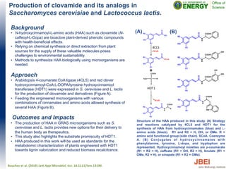 Production of clovamide and its analogs in
Saccharomyces cerevisiae and Lactococcus lactis.
Background
•  N-hydroxycinnamoyl-L-amino acids (HAA) such as clovamide (N-
caffeoyl-L-Dopa) are bioactive plant-derived phenolic compounds
with health-beneficial effects.
•  Relying on chemical synthesis or direct extraction from plant
sources for the supply of these valuable molecules poses
challenges to environmental sustainability.
•  Methods to synthesize HAA biologically using microorganisms are
needed.
Approach
•  Arabidopsis 4-coumarate:CoA ligase (4CL5) and red clover
hydroxycinnamoyl-CoA:L-DOPA/tyrosine hydroxycinnamoyl
transferase (HDT1) were expressed in S. cerevisiae and L. lactis
for the production of clovamide and derivatives (Figure A).
•  Feeding the engineered microorganisms with various
combinations of cinnamates and amino acids allowed synthesis of
several HAA (Figure B).
Outcomes and Impacts
•  The production of HAA in GRAS microorganisms such as S.
cerevisiae and L. lactis provides new options for their delivery to
the human body as therapeutics.
•  This study also highlights the substrate promiscuity of HDT1.
•  HAA produced in this work will be used as standards for the
metabolomic characterization of plants engineered with HDT1
towards lignin valorization and reduced biomass recalcitrance.
Bouchez	
  et	
  al.	
  (2019)	
  Le$	
  Appl	
  Microbiol,	
  doi:	
  10.1111/lam.13190.	
  
Structure of the HAA produced in this study. (A) Strategy
and reactions catalyzed by 4CL5 and HDT1 for the
synthesis of HAA from hydroxycinnamates (blue) and L-
amino acids (black). R1 and R2 = H, OH, or OMe. R =
amino acid functional group (side chain). SCoA: Coenzyme
A. (B) Conjugates of hydroxycinnamates with
phenylalanine, tyrosine, L-dopa, and tryptophan are
represented. Hydroxycinnamoyl moieties are p-coumarate
(R1 = R2 = H), caffeate (R1 = OH, R2 = H), ferulate (R1 =
OMe, R2 = H), or sinapate (R1 = R2 = OMe).
(A) (B)
 