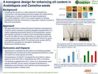 A transgene design for enhancing oil content in
Arabidopsis and Camelina seeds
Background
• Increasing the oil yield is a major objective for oilseed crop
improvement. Oil biosynthesis and accumulation are influenced by
multiple genes involved in embryo and seed development.
• The Leafy Cotyledon1 (LEC1) is a master regulator of embryo
development that also enhances the expression of genes involved in
fatty acid biosynthesis.
Approach
• We speculated that an Artificial Positive Feedback Loop approach
could be used to increase oil yield by targeted overexpression of a
master regulating transcription factor for oil biosynthesis, using a
downstream promoter for a gene in the oil biosynthesis pathway.
• To verify the effect of such a combination on seed oil content, we
made constructs with maize (Zea mays) ZmLEC1driven by serine
carboxypeptidase-like (SCPL17) and acyl carrier protein (ACP5)
promoters for expression in transgenic Arabidopsis
thaliana and Camelina sativa.
Outcomes and Impacts
• Agrobacterium-mediated transformation successfully generated
Arabidopsis and Camelina lines that overexpressed ZmLEC1 under
the control of a seed-specific promoter.
• Overexpression of ZmLEC1 increased the oil content in mature
seeds by more than 20% in Arabidopsis and 26% in Camelina.
• The findings suggested that LEC1, driven by a downstream seed-
specific promoter, can be used to increase oil production in
Arabidopsis and Camelina, and could be a promising target for
increasing oil yield in oilseed crops.
Zhu et al. (2018) Biotechnol Biofuels 11:46. https://doi.org/10.1186/s13068-018-1049-4
Seed oil in selected lines of Arabidopsis (a) and Camelina (b). Increase
in the best lines (95% confidence interval) was 18-24% and 18-37%,
respectively.
WT CsAL3 CsSL2 CsSL5CsAL3 WT
a ***
***
34
36
38
40
42
edoilcontent(%)
b
*** ***
30
32
34
36
38
40
42
WT AtSL1 AtSL4 AtSL5
Seedoilcontent(%)
a ***
***
28
30
32
34
36
38
40
42
WT CsAL1 CsAL5 CsSL1 CsSL2
Seedoilcontent(%)
b
*** ***
30
32
34
36
38
40
42
WT AtSL1 AtSL4 AtSL5
Seedoilcontent(%)
The engineered plants are indistinguishable from wild type. This
photo shows four Camelina lines engineered with pACP5:ZmLEC1
(AL) or pSCPL17:ZmLEC1 (SL).
pSCP17:GUS
pACP5:GUS
Several promoters were tested. The two selected promoters were
confirmed by promoter:GUS analysis to have high expression in
seeds and embryos. pSCP17 is seed specific while pACP5 leads
to some expression also in vegetative tissues.
 