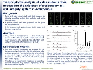 Background
• Fungi and plant primary cell walls both possess an
integrity signaling system that detects and feeds
back damage.
• A similar system had been proposed for the plant
secondary cell wall.
• If this existed, the hypothesis was that it would limit
biomass engineering.
Approach
• We performed transcriptomics on the developing
stems of Arabidopsis mutants which had altered
xylan structures (the second most abundant cell
wall polysaccharide after cellulose (Fig 1A, B)
Transcriptomic analysis of xylan mutants does
not support the existence of a secondary cell
wall integrity system in Arabidopsis
Faria-Blanc et al. (2018) Frontiers in Plant Science, doi.org/10.3389/fpls.2018.00384
Figure 1. (A) Images of mutant plants used in this study. Scale bar =
20 mm. (B) Diagram representing the effects of these mutations on
xylan structure. Acetylation and the reducing end oligosaccharide on
the xylan molecule is not shown for clarity. Pentagons = xylose,
hexagons = GlcA, circles = methyl groups. (C) Number of differentially
expressed genes in each genotype compared to WT (fold change <
0.5 or > 2.0, p-value < 0.05).
Outcomes and Impacts
• Our data revealed remarkably few changes to the
transcriptome. We hypothesize that this is because cells
undergoing secondary cell wall thickening have entered
a committed program leading to cell death, and
therefore a secondary cell wall integrity system would
have limited impact.
• The absence of transcriptomic responses to secondary
cell wall alterations may facilitate engineering of the
secondary cell wall of plants.
 