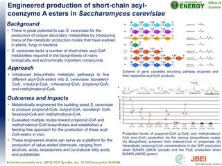 Background
• There is great potential to use S. cerevisiae for the
production of unique secondary metabolites by introducing
many of the metabolic production routes that have evolved
in plants, fungi or bacteria
• S. cerevisiae lacks a number of short-chain acyl-CoA
metabolites required in the biosynthesis of many
biologically and economically important compounds.
Approach
• Introduced biosynthetic metabolic pathways to five
different acyl-CoA esters into S. cerevisiae: isovaleryl-
CoA, n-butyryl-CoA, n-hexanoyl-CoA, propionyl-CoA,
and methylmalonyl-CoA.
Engineered production of short-chain acyl-
coenzyme A esters in Saccharomyces cerevisiae
Krink-Koutsoubelis et al. (2018) ACS Syn Bio, doi: 10.1021/acssynbio.7b00466
Production levels of propionyl-CoA (p-CoA) and methylmalonyl-
CoA (mm-CoA) production via the various biosynthesis routes.
(A) Biosynthetic schemes from malonyl-CoA or propionate (B)
Intracellular propionyl-CoA concentrations in the 3HP production
strain BJ5465 pNK30 (purple) and the PrpE production strain
BJ5465 pNK36 (green).
Outcomes and Impacts
• Metabolically engineered the budding yeast S. cerevisiae
to produce propionyl-CoA, butyryl-CoA, isovaleryl- CoA,
hexanoyl-CoA and methylmalonyl-CoA.
• Evaluated multiple routes toward propionyl-CoA and
methylmalonyl-CoA biosynthesis and established a
feeding free approach for the production of these acyl-
CoA esters in vivo.
• These engineered strains can serve as a platform for the
production of value added chemicals, ranging from
alcohols, acids, biopolymers and (un)natural fatty acids
and polyketides.
Scheme of gene cassettes encoding pathway enzymes and
their respective acyl-CoA products.
 
