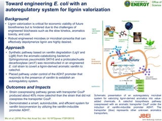 Background
• Lignin valorization is critical for economic viability of future
biorefineries but is hindered due to the challenges of
engineered biochassis such as the slow kinetics, aromatics
toxicity, and cost.
• Robust engineered microbes or microbial consortia that can
effectively depolymerize lignin are highly desired.
Approach
• Synthetic pathway based on vanillin degradation (LigV and
LigM) from the aromatic-catabolizing bacterium
Sphingomonas paucimobilis SKY-6 and a protocatechuate
decarboxylase (aroY) was reconstructed in an engineered
E. coli strain to covert a lignin-derived aromatic vanillin to
catechol.
• Placed pathway under control of the ADH7 promoter that
responds to the presence of vanillin to establish an
autoregulatory system.
Toward engineering E. coli with an
autoregulatory system for lignin valorization
Wu et al. (2018) Proc Nat Acad Sci, doi: 10.1073/pnas.1720129115
Schematic presentation of an autoregulatory microbial
system for valorizing lignin-derived aromatics into value-
added chemicals. A catechol biosynthesis pathway
coexpressed with an aromatic transporter CouP under the
induction of vanillin-inducible promoter ADH7. The
transporter (blue) represents other unknown aromatics
transporters.
Outcomes and Impacts
• Strain coexpressing pathway genes with transporter CouP
produced about 40% more catechol than the strain that did not
coexpress the transporter CouP.
• Demonstrated a smart, autoinducible, and efficient system for
vanillin bioconversion by utilizing the vanillin-inducible
promoter ADH7.
 